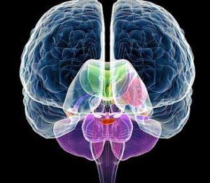 The 2 Brain hemispheres 